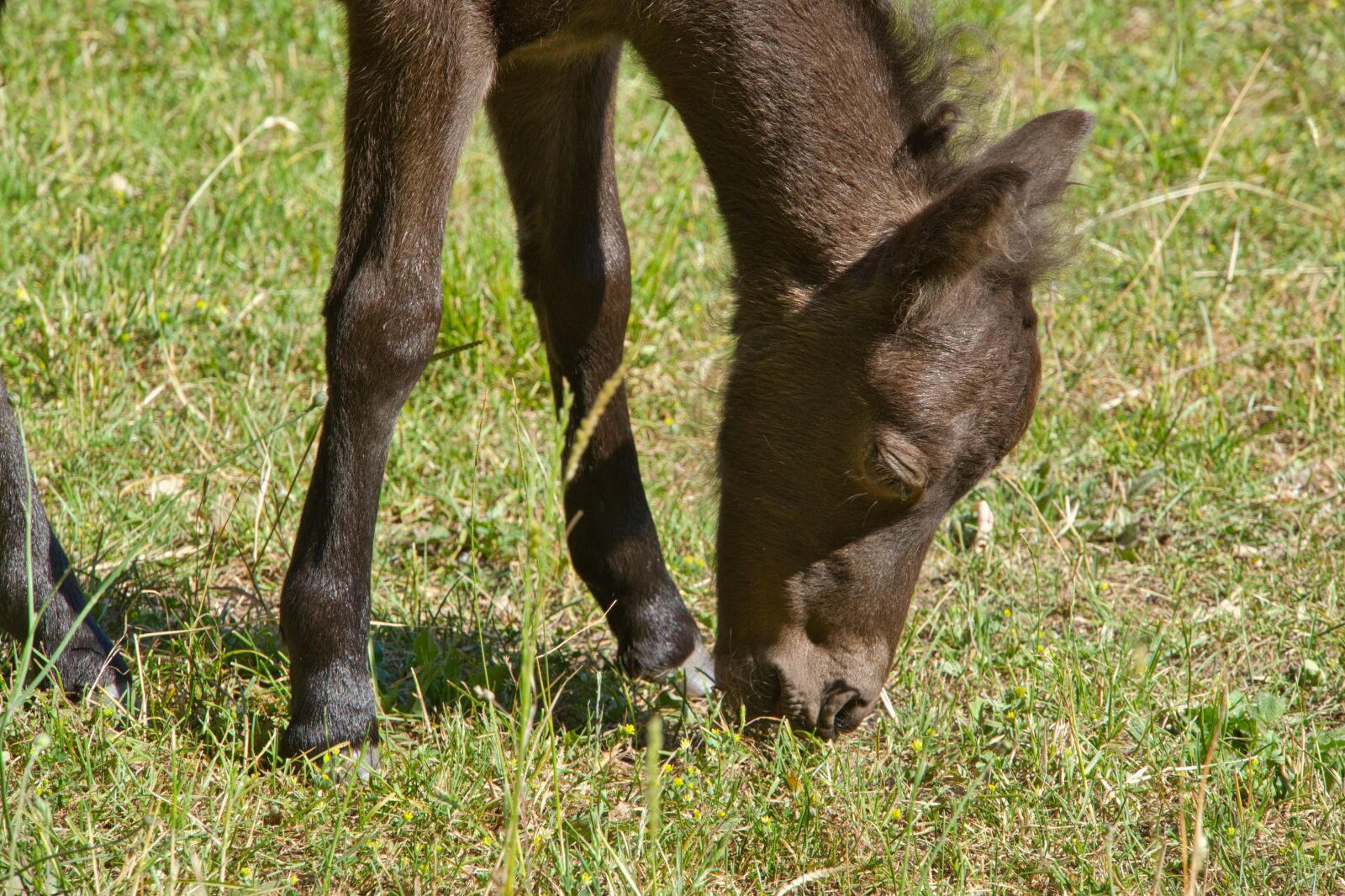 Sony a6400 sample photo. Foal, young animal, pony photography