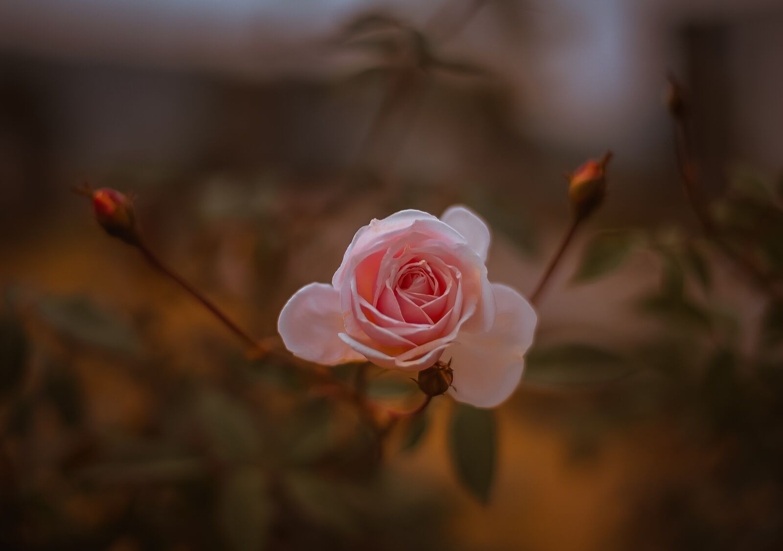 Nikon D700 sample photo. Flower, throat, blooming photography