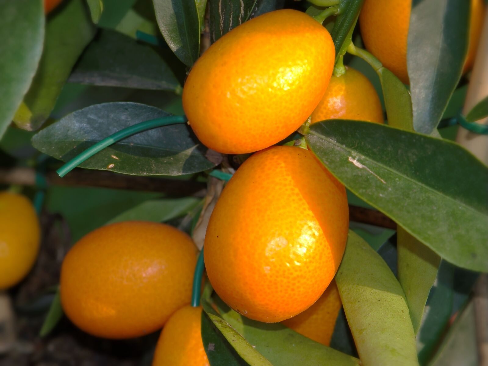 Nikon D5600 sample photo. Citrus, citrus fortunella, kumquat photography