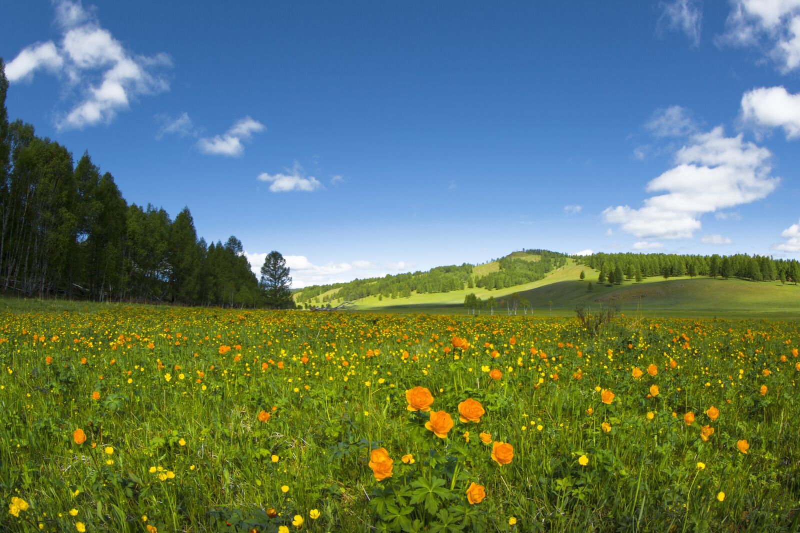 Canon EF 8-15mm F4L Fisheye USM sample photo. Spring, flowers, meadow photography