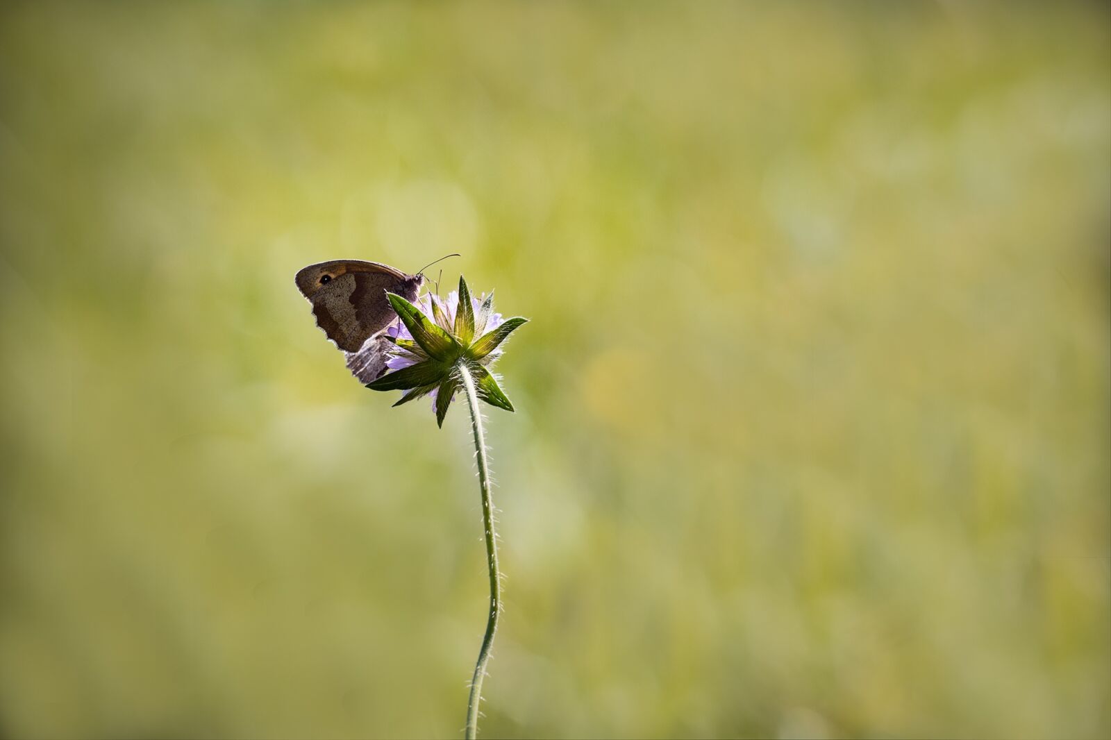 Nikon D7100 sample photo. Meadow brown, butterfly, flight photography