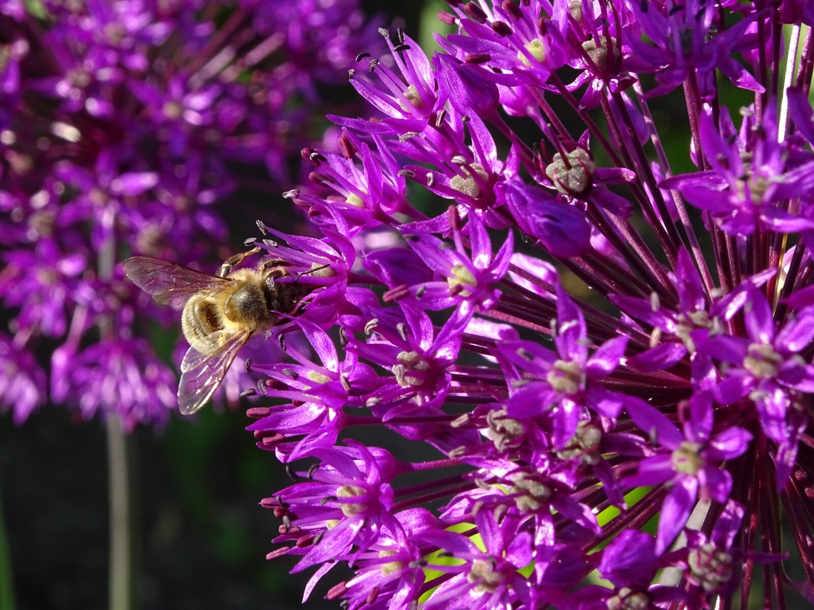 Sony Cyber-shot DSC-HX400V sample photo. Allium, umbel, plant photography