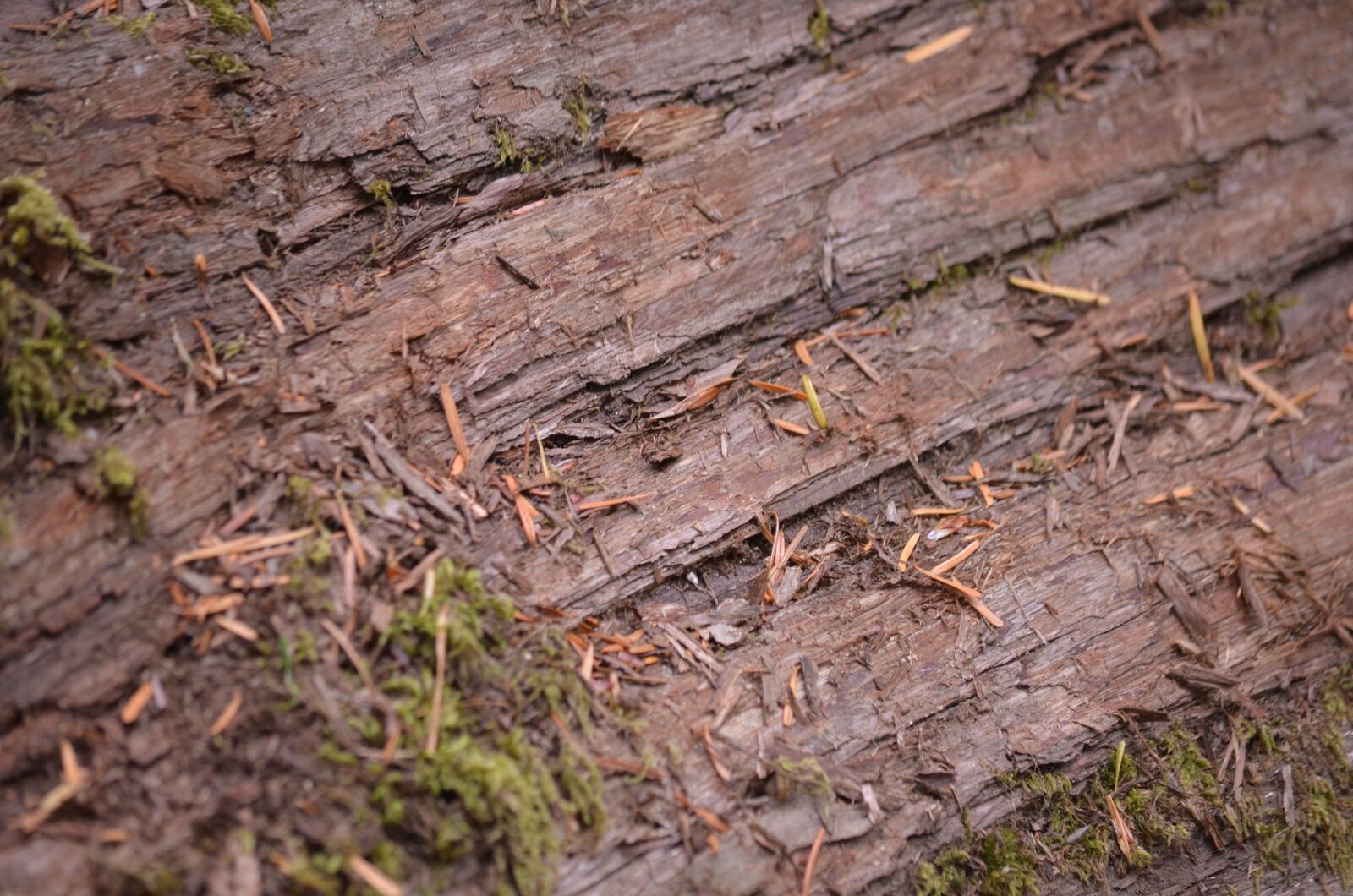 Nikon D5100 sample photo. Bark, tree, wood photography