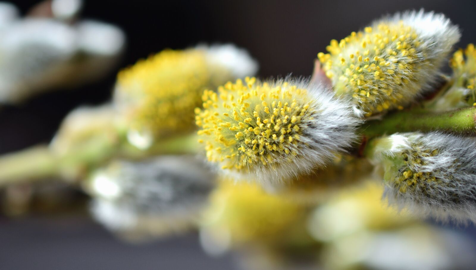 Nikon D5200 sample photo. Plant, flower, branch, nature photography