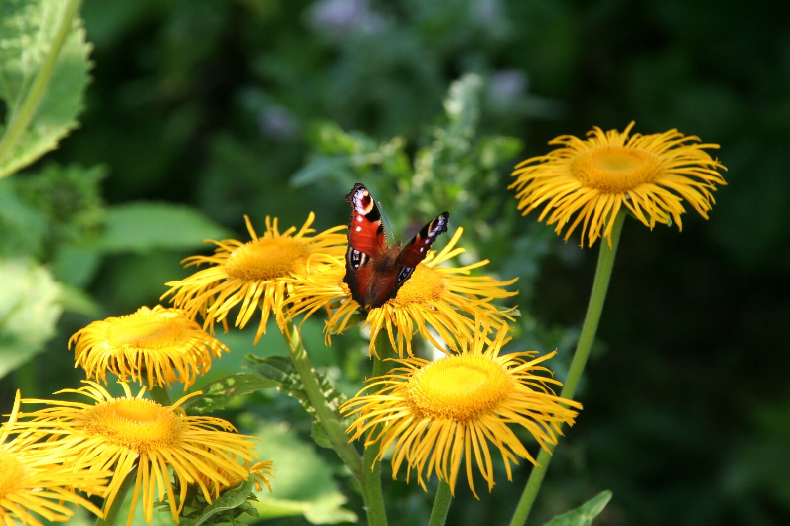 Canon EOS 350D (EOS Digital Rebel XT / EOS Kiss Digital N) sample photo. Butterfly, dandelions, yellow photography