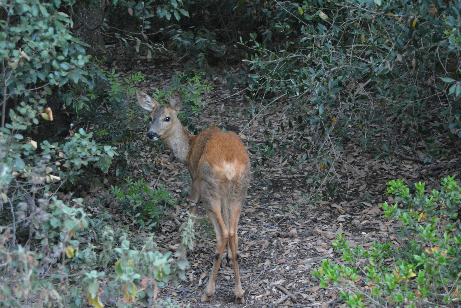 Nikon D5200 sample photo. Fawn, home, stain mediterranea2 photography
