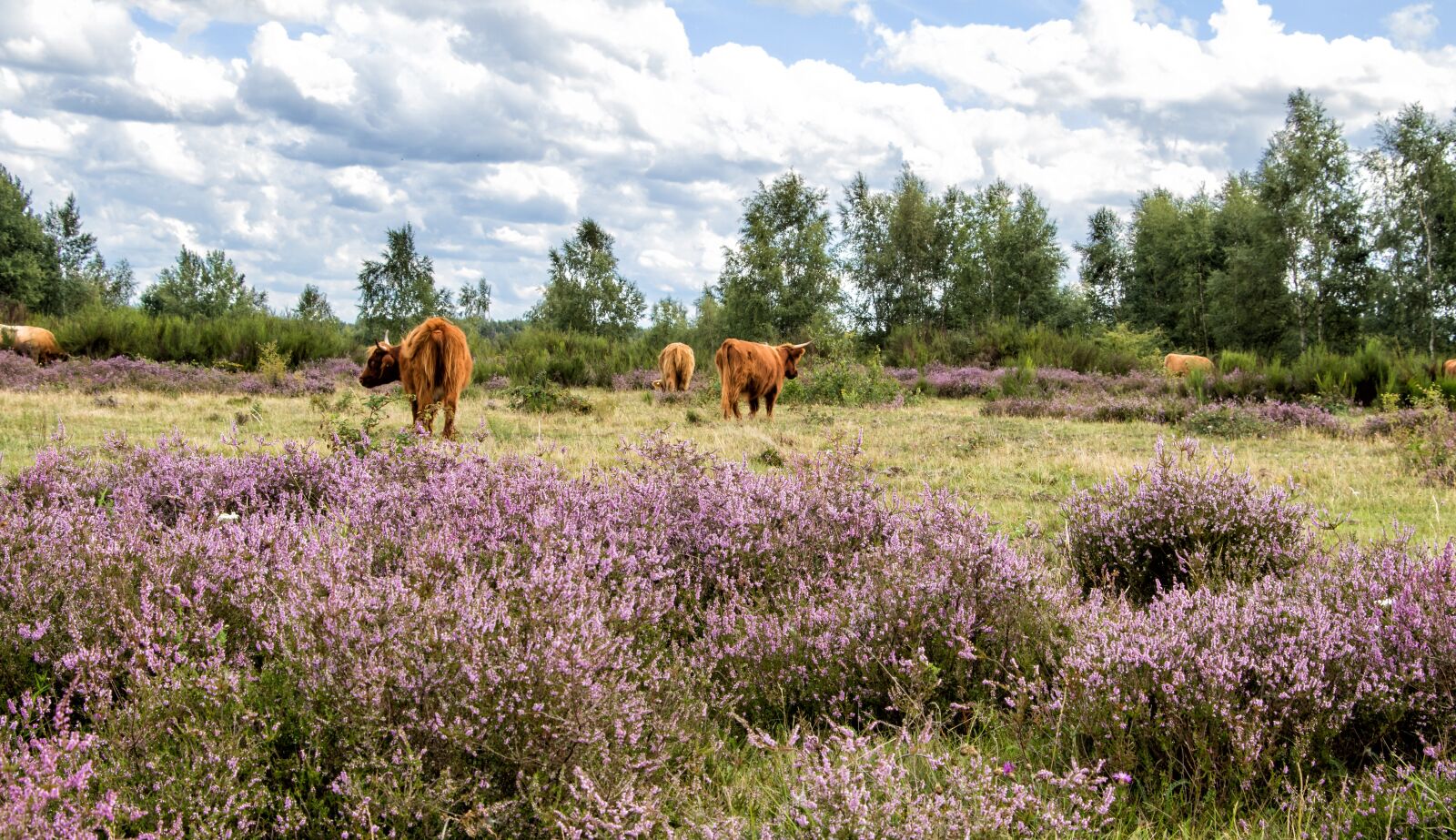 Canon EOS 80D sample photo. Cattle, cows, heide photography