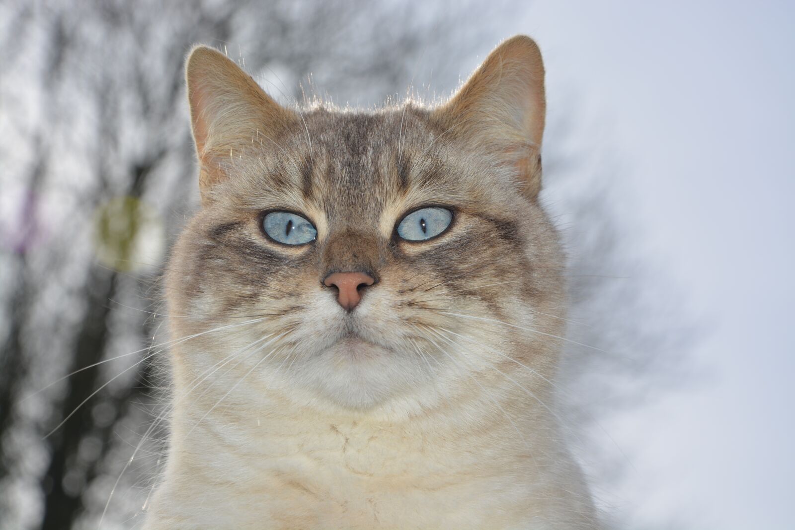 Nikon D5200 sample photo. Cat, cat head, pussy photography