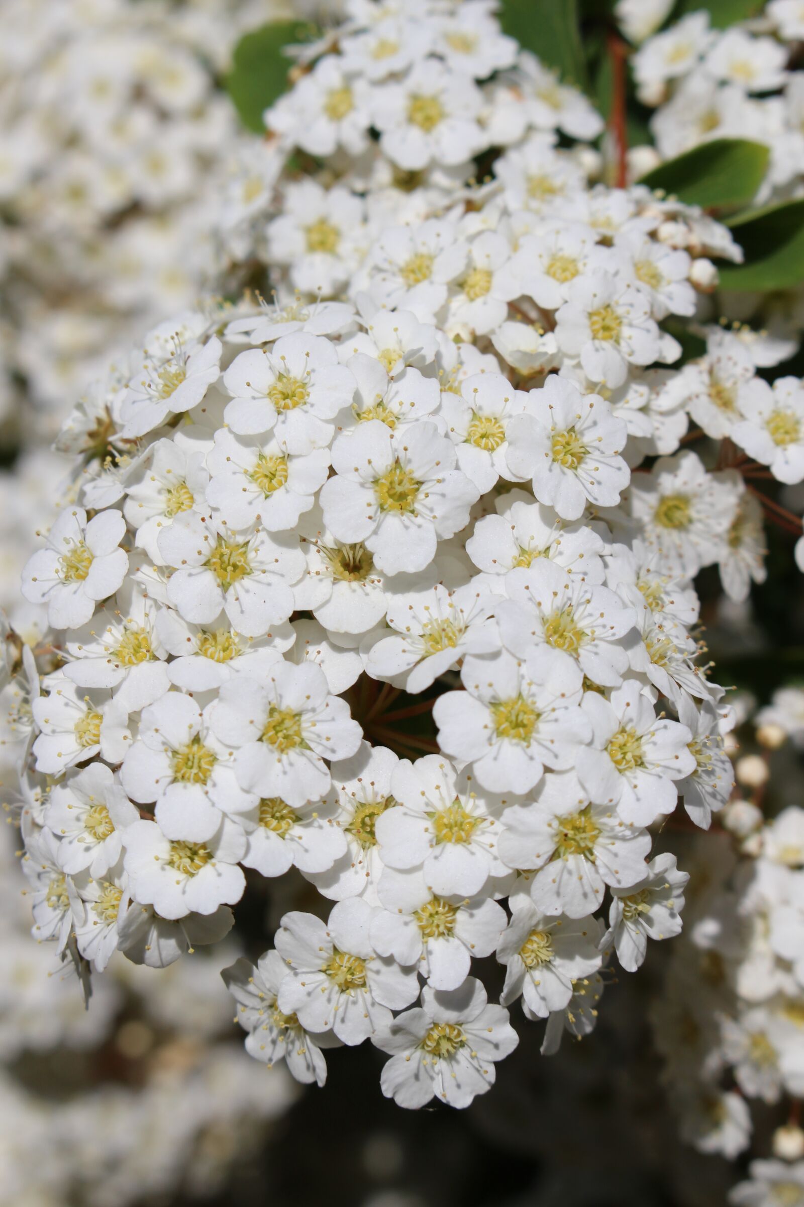 Canon EOS 100D (EOS Rebel SL1 / EOS Kiss X7) sample photo. White petals, blooming, spring photography