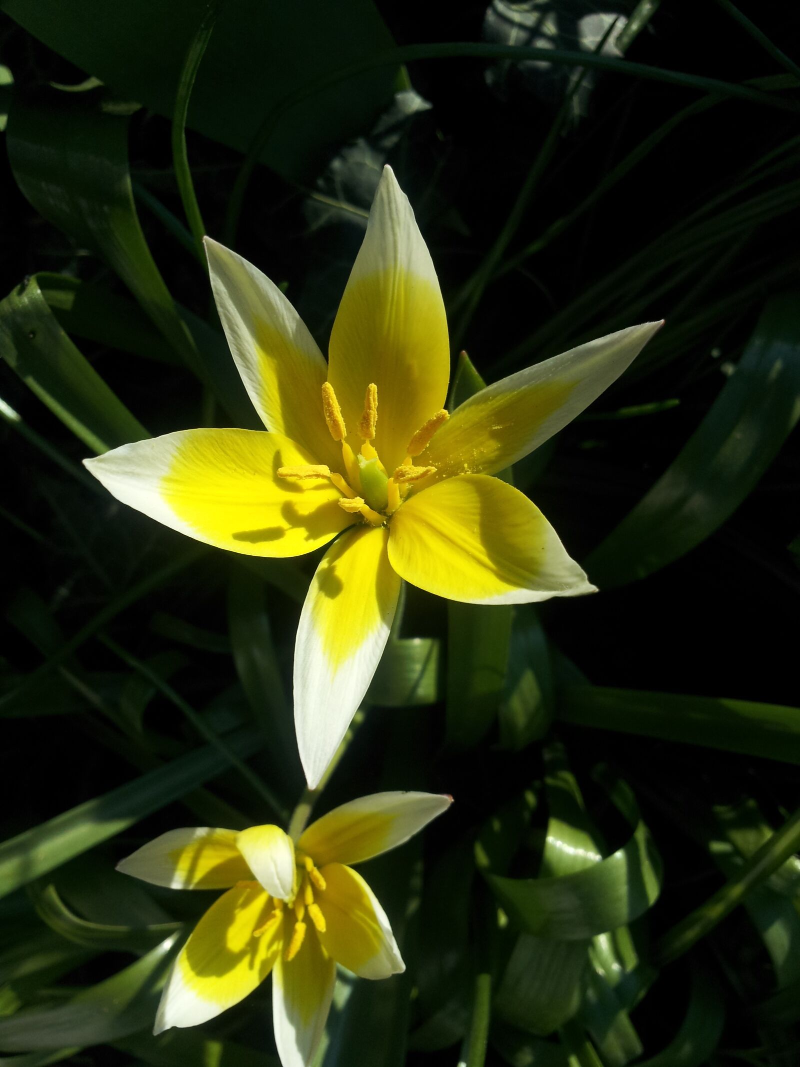 Samsung Galaxy S2 sample photo. Tulip, wild tulip, flower photography