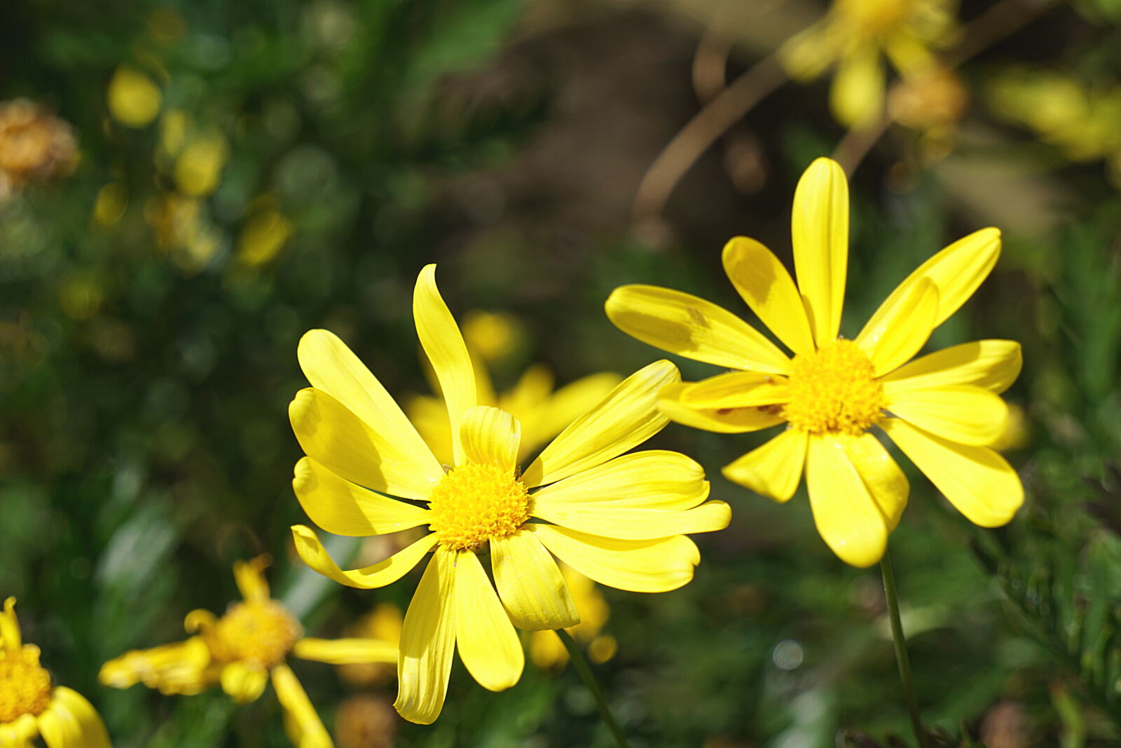 Sony a6000 sample photo. Botanique, ete, floraison, flore photography