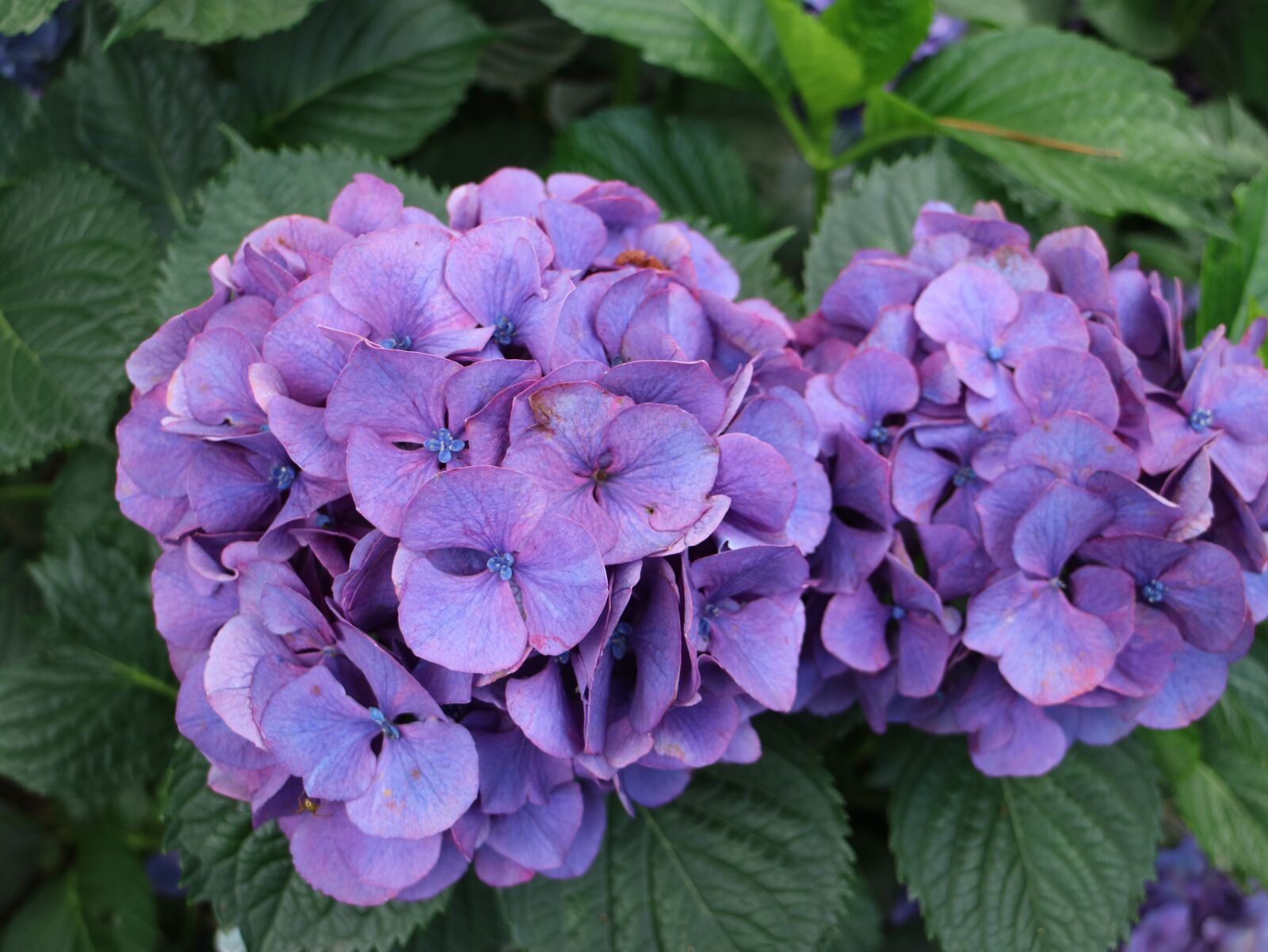 Canon EOS M3 sample photo. Jeju, flowers, nature photography