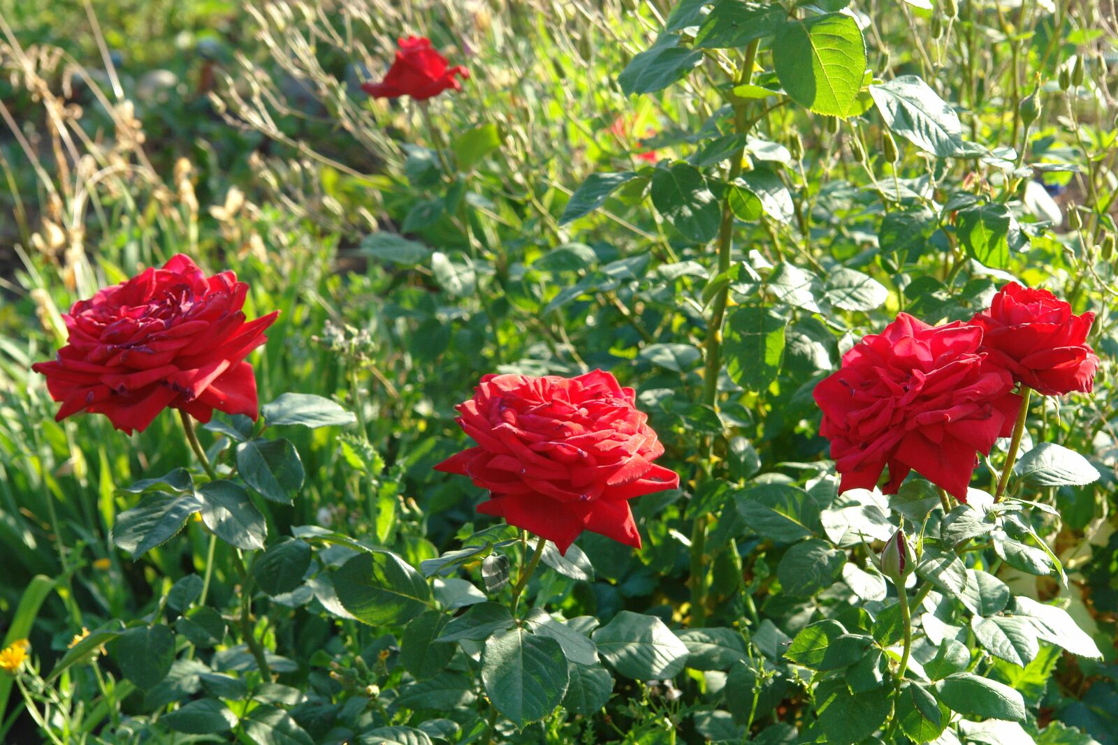 Sony DSC-R1 sample photo. Roses, red rose, summer photography