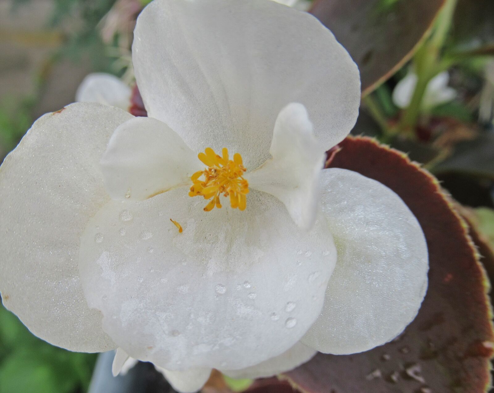 Canon PowerShot SX620 HS sample photo. Flower, white, plant photography