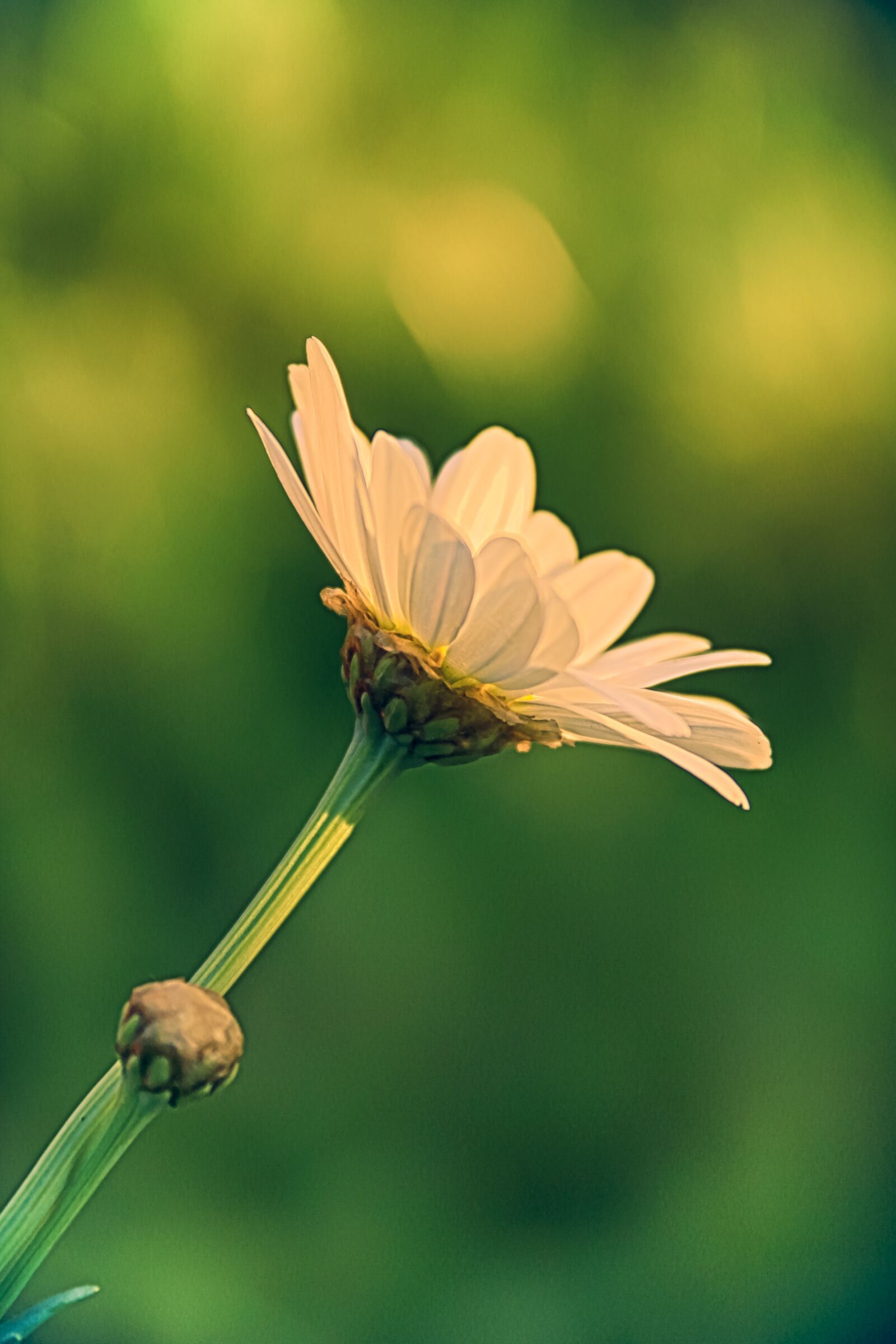 Canon EF-S 18-200mm F3.5-5.6 IS sample photo. Flower, marguerite, daisy photography