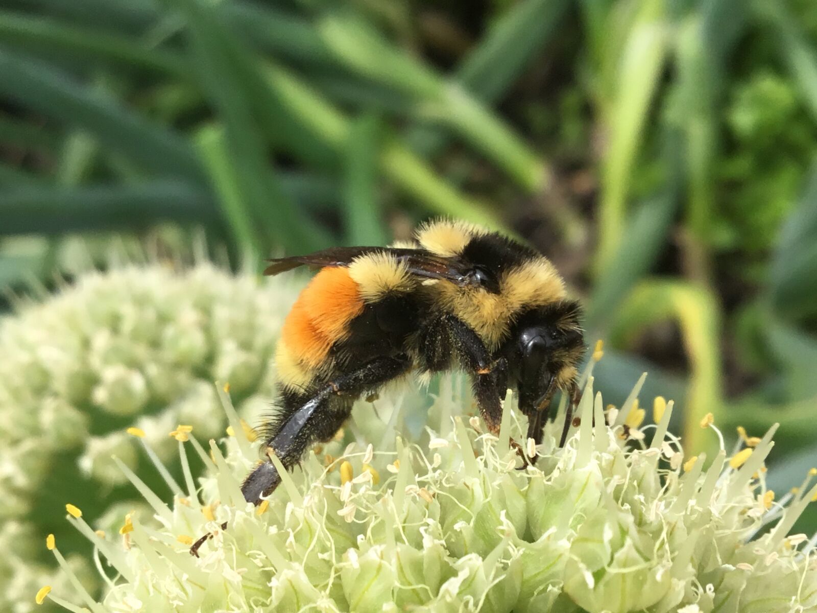 Apple iPad (5th generation) sample photo. Bumble bee, bumblebee, tricolored photography