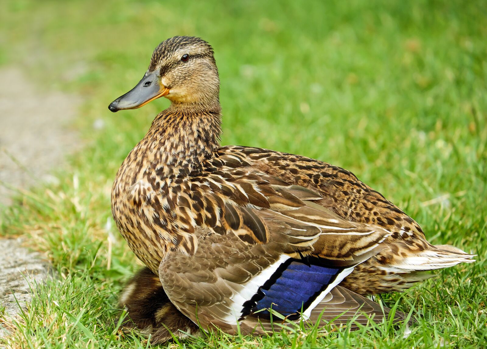Fujifilm X-T10 + Fujifilm XC 50-230mm F4.5-6.7 OIS sample photo. Duck, animal, water bird photography