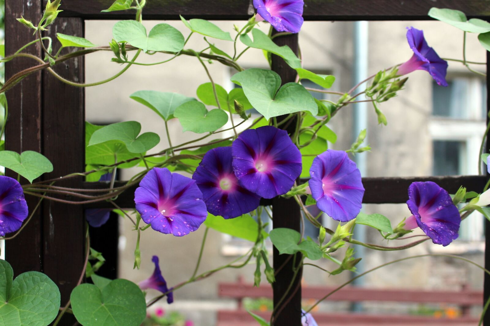 Canon EOS 1200D (EOS Rebel T5 / EOS Kiss X70 / EOS Hi) sample photo. Bindweed, creeper, purple flower photography