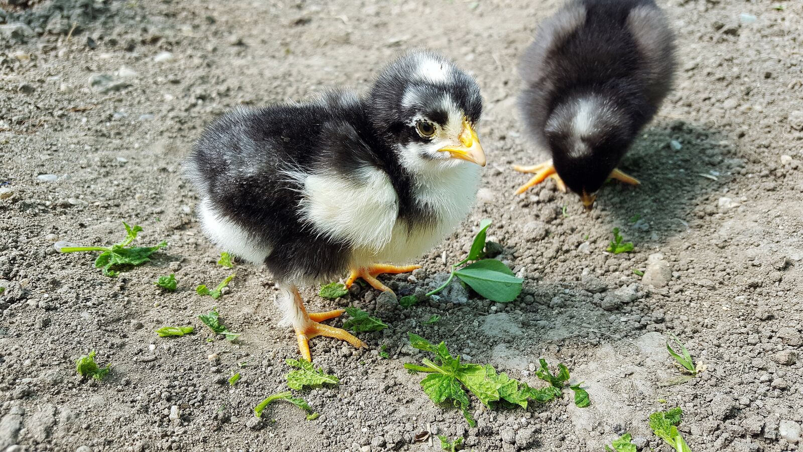 Samsung Galaxy S6 sample photo. Chicken, baby chicks, chicks photography