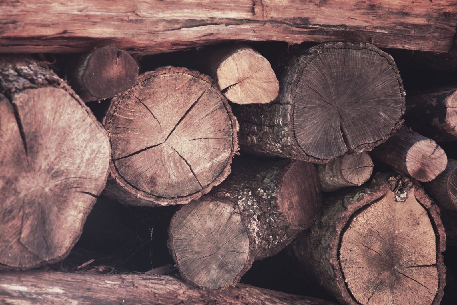 Nikon D3300 sample photo. Wood, trunks, autumn photography