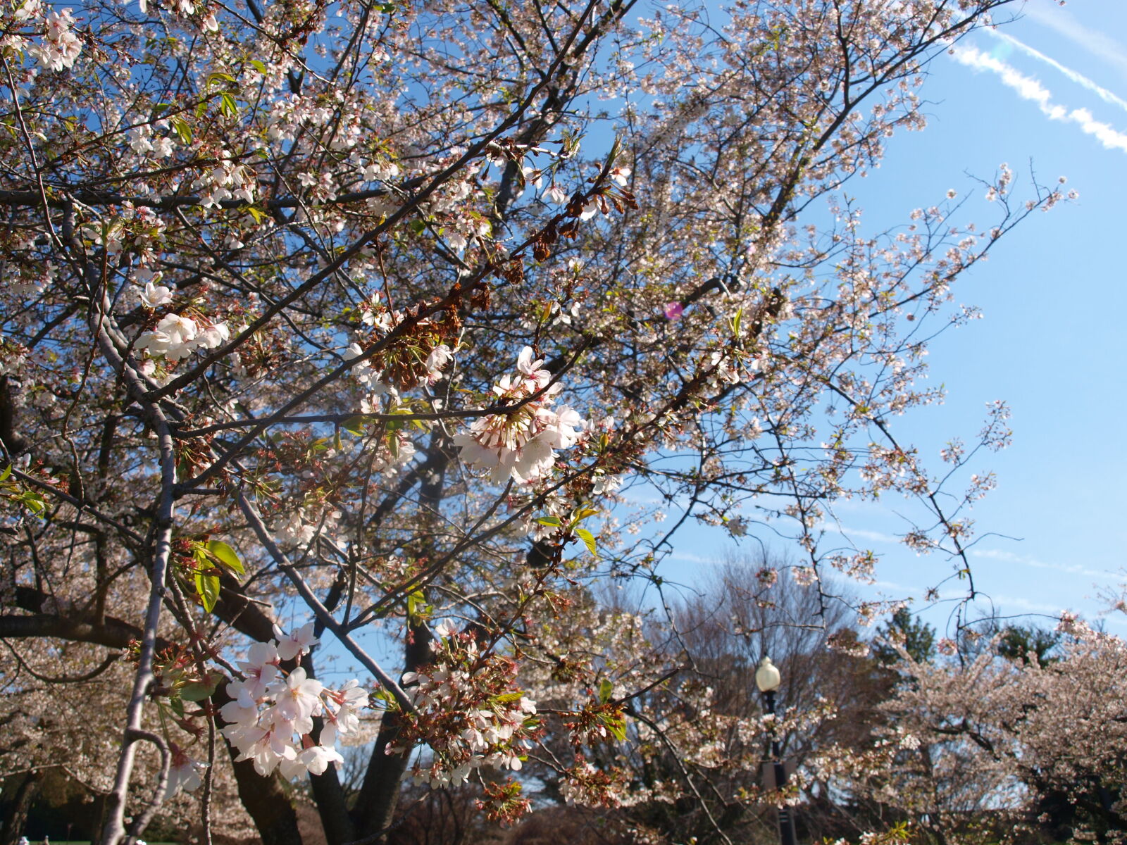 Olympus E-520 (EVOLT E-520) sample photo. Blossom, blossoms, cherry, blossom photography