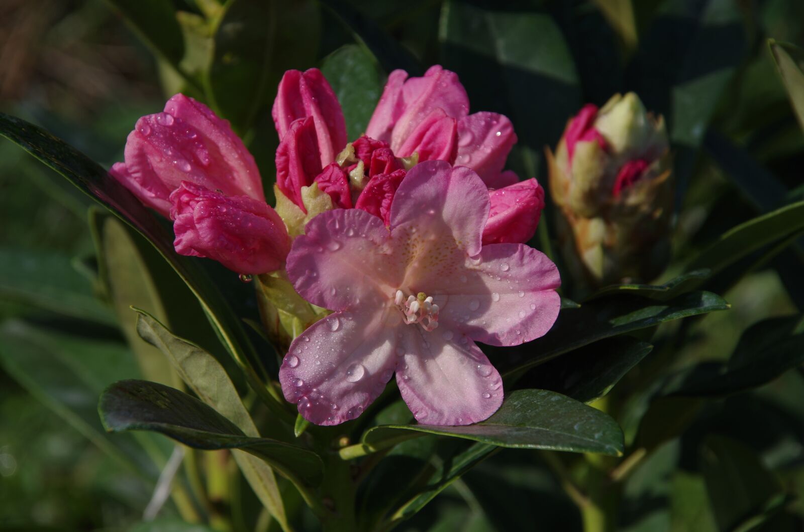 Pentax K-50 sample photo. Flower, nature, plant photography