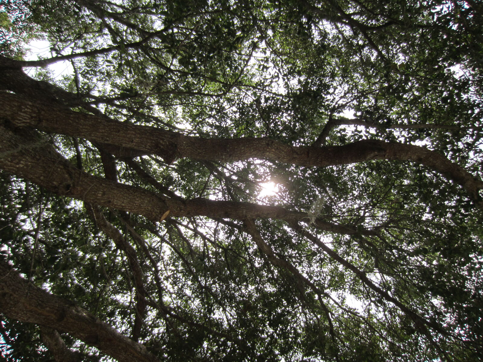 Canon PowerShot ELPH 300 HS (IXUS 220 HS / IXY 410F) sample photo. Albero, blu, blue, celo photography