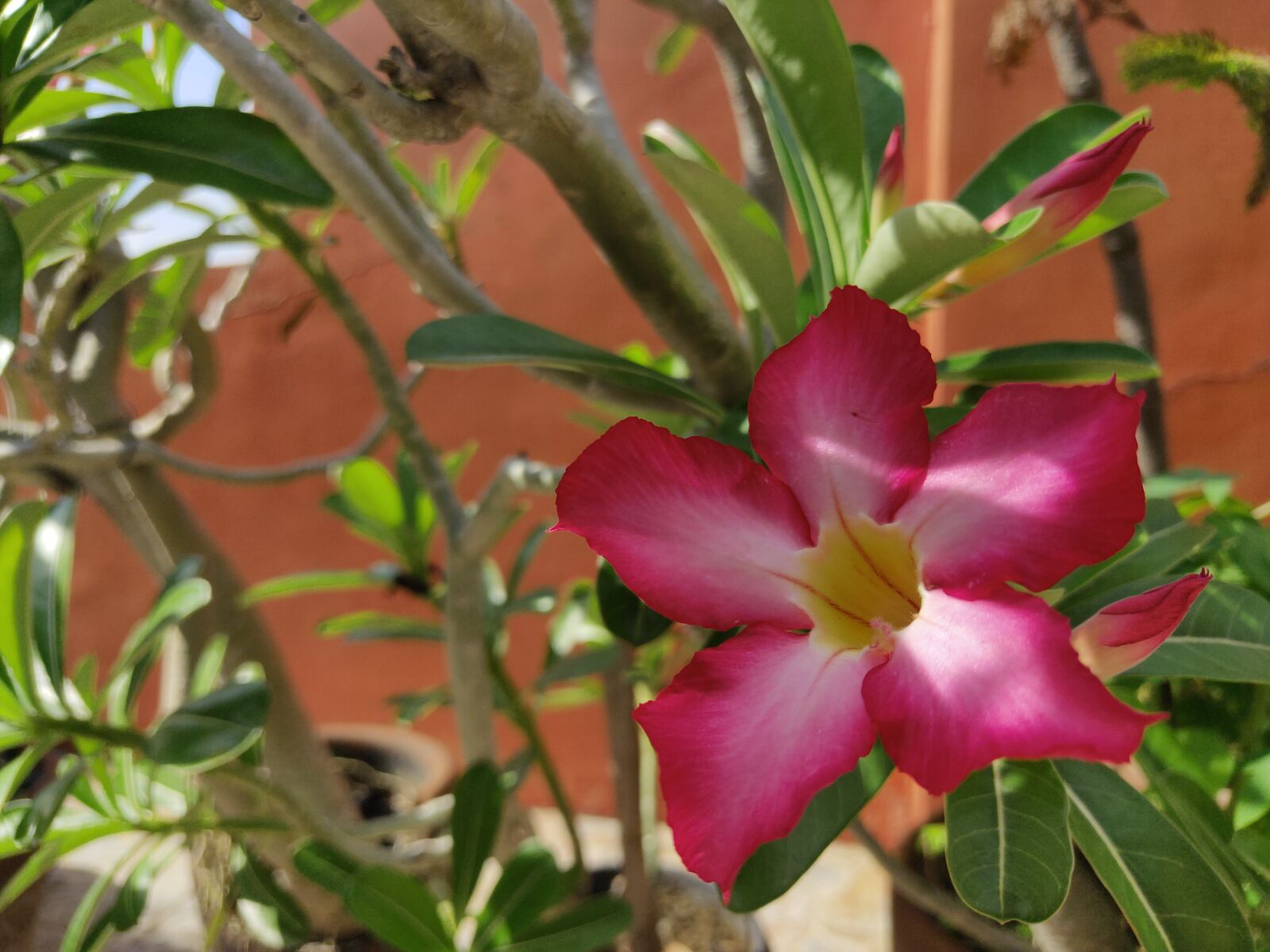 Realme 3 PRO sample photo. Flower, red, pink photography