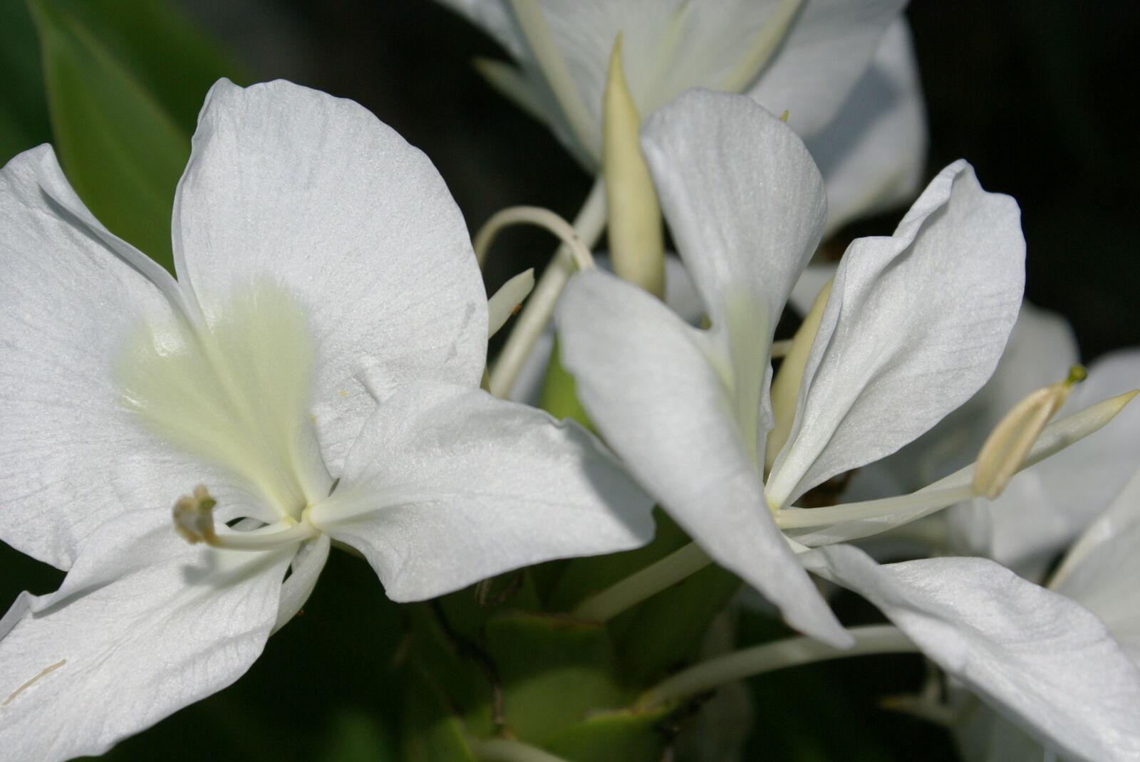 Sony Alpha DSLR-A100 sample photo. White, flower photography