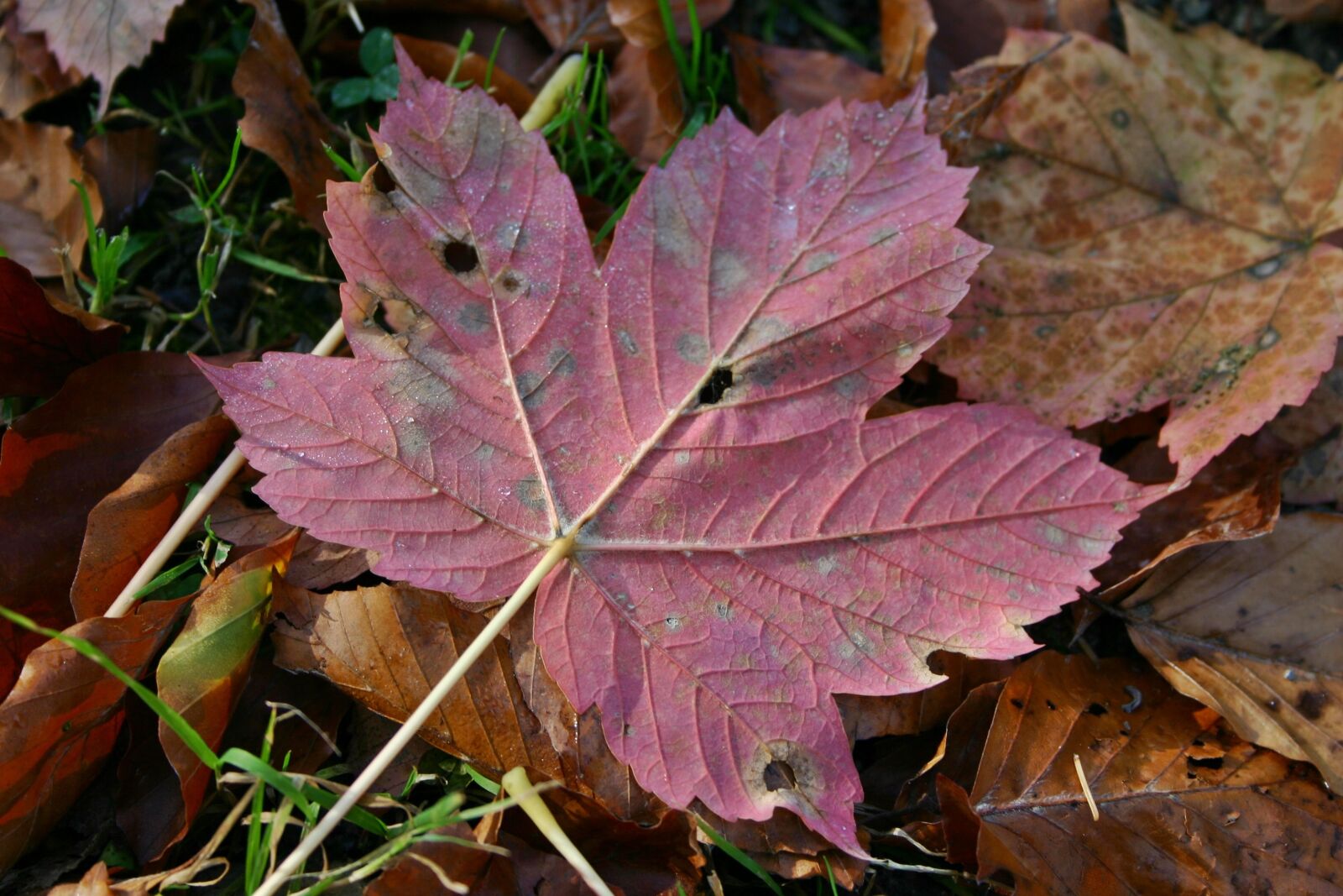 Canon EOS 300D (EOS Digital Rebel / EOS Kiss Digital) sample photo. Autumn leaf, maple leaf photography
