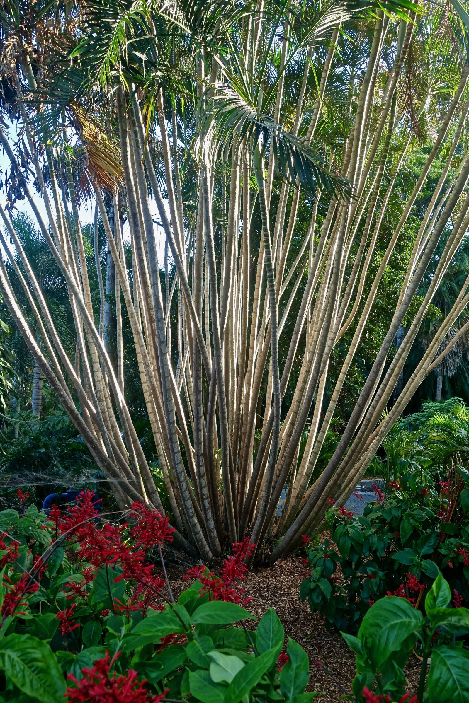 Sony Cyber-shot DSC-RX100 III sample photo. Tree, palm, coastal photography