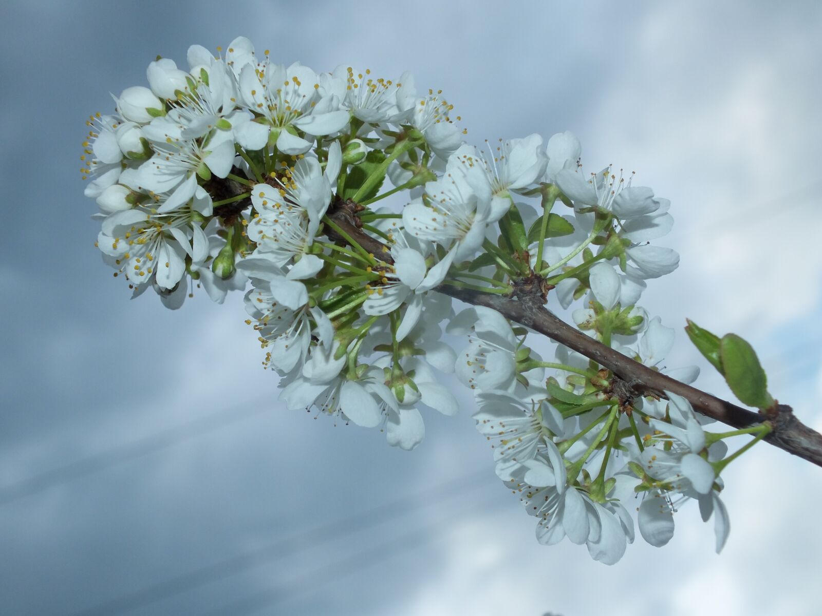 Fujifilm FinePix HS25EXR sample photo. Spring, apple tree, white photography