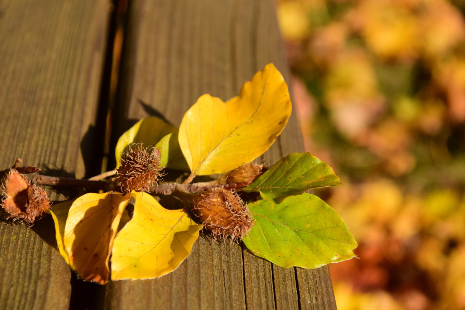 Nikon D3300 sample photo. Autumn, seeds, nature photography
