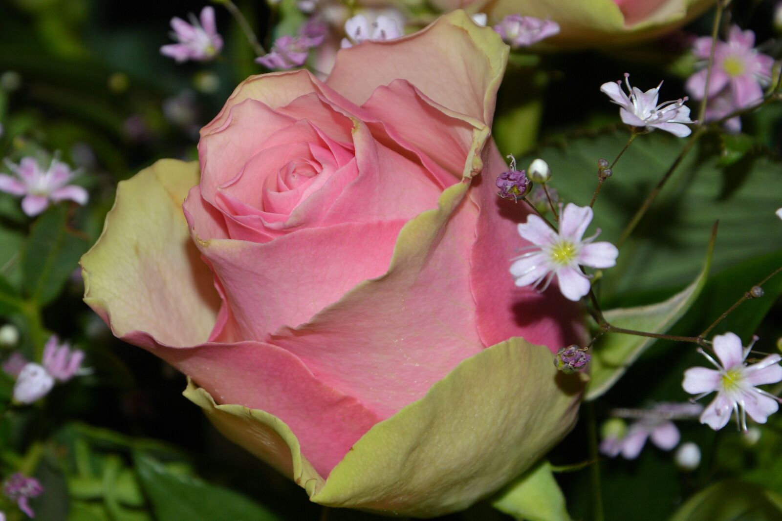 Nikon D3200 sample photo. Bouquet, rose, flowers photography