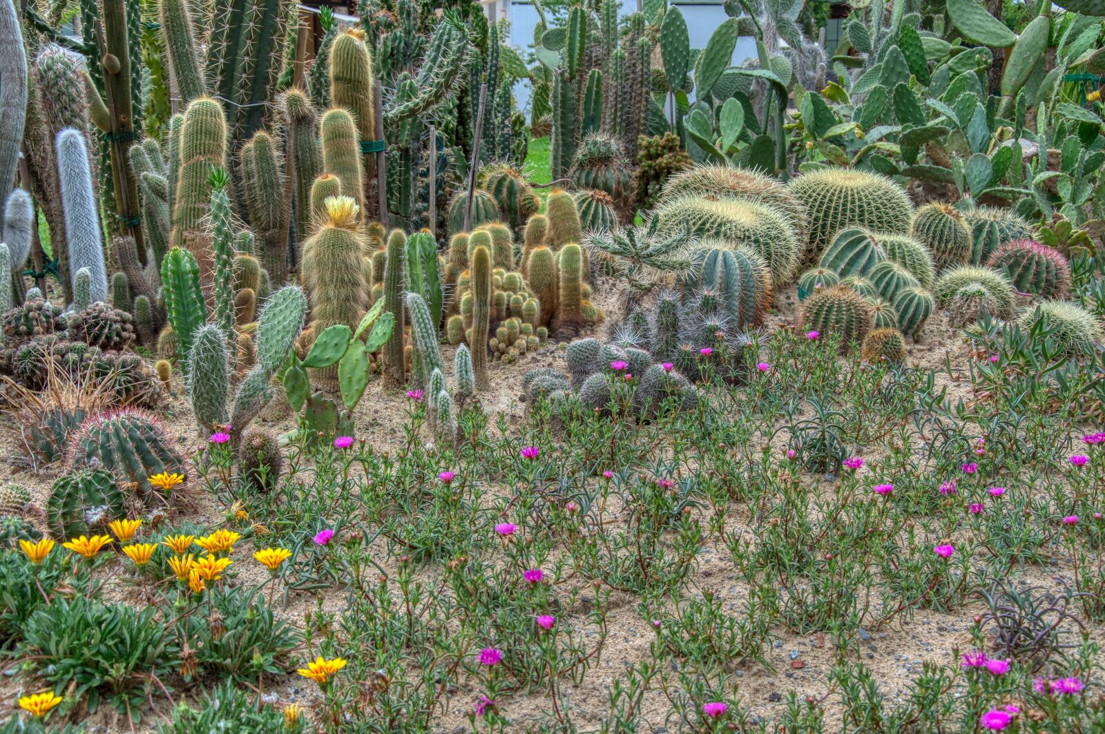 Nikon D5000 sample photo. Cactus, gazanie, gold noon photography