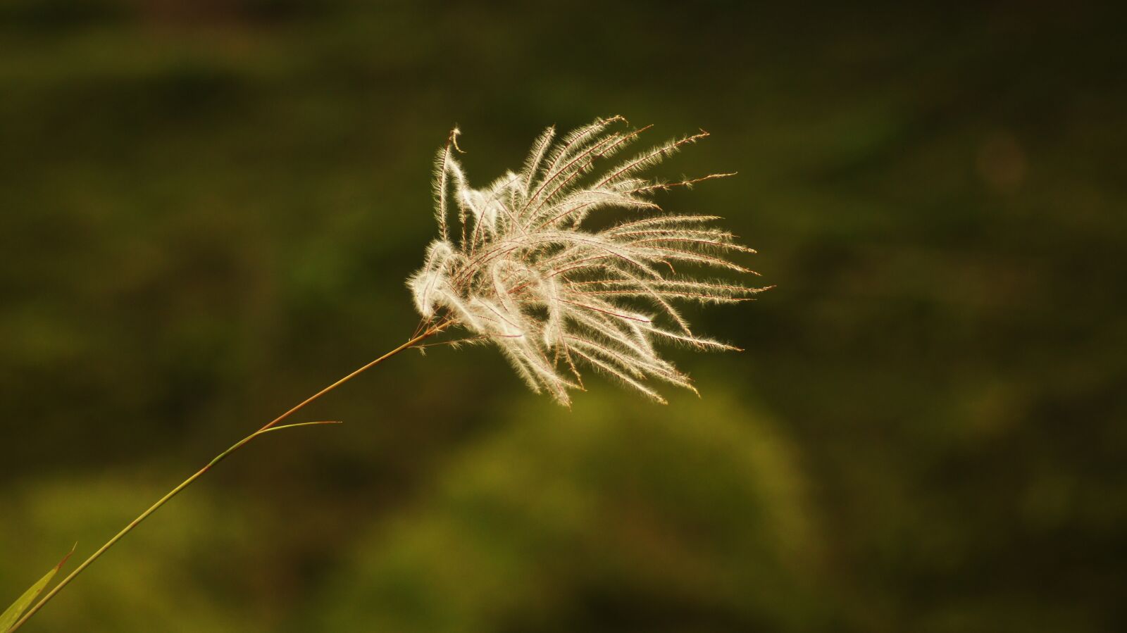 Sony SLT-A55 (SLT-A55V) sample photo. Nature, armenia, quindio photography