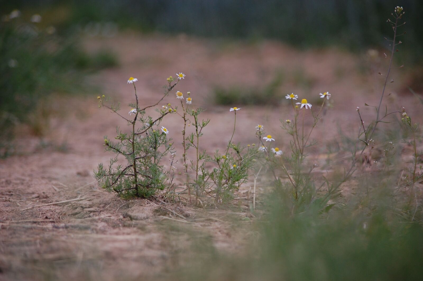 Nikon D40 sample photo. Flowers, away, green photography