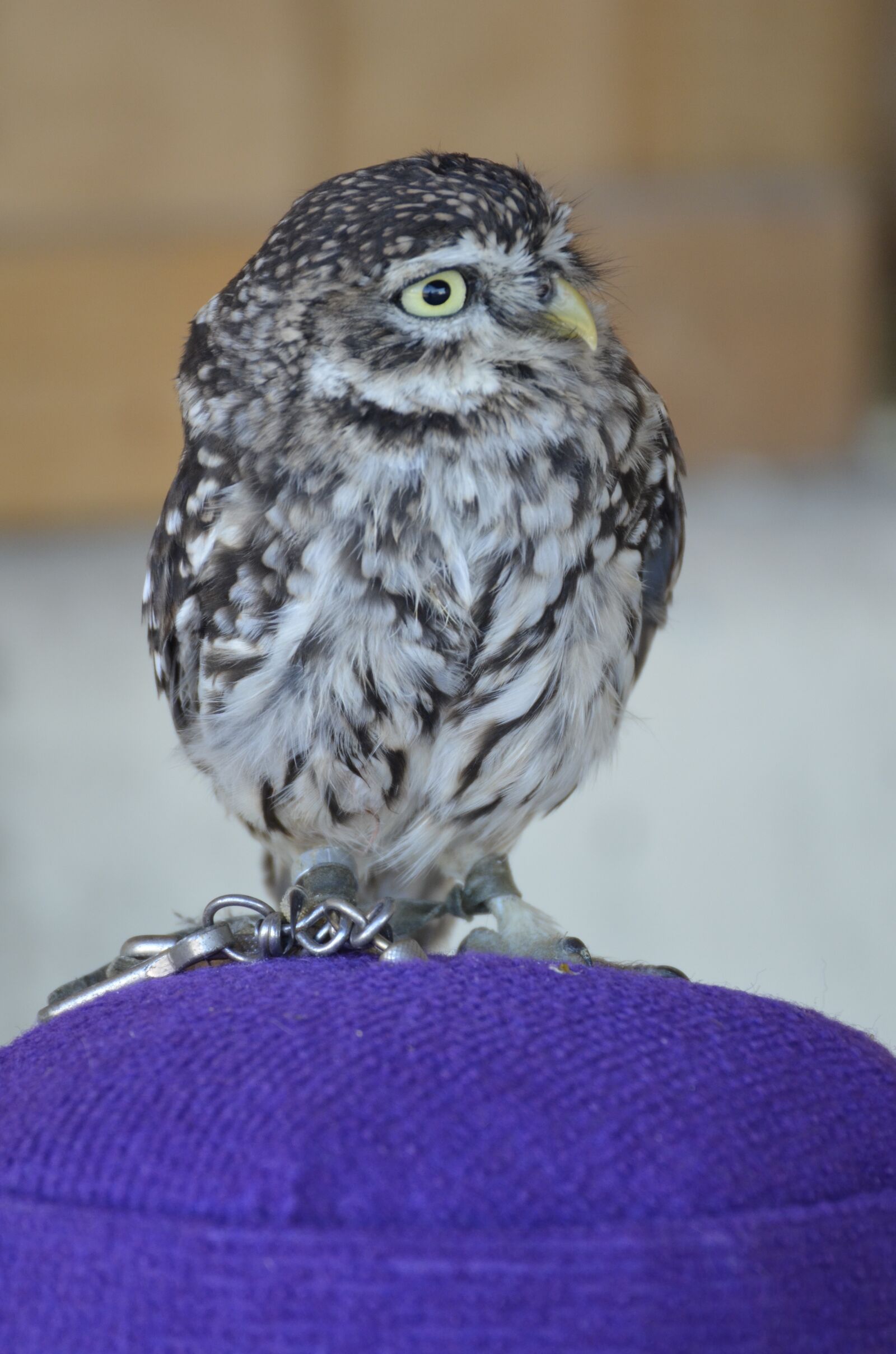 Nikon D5100 sample photo. Zwerguhu, brown, grey photography