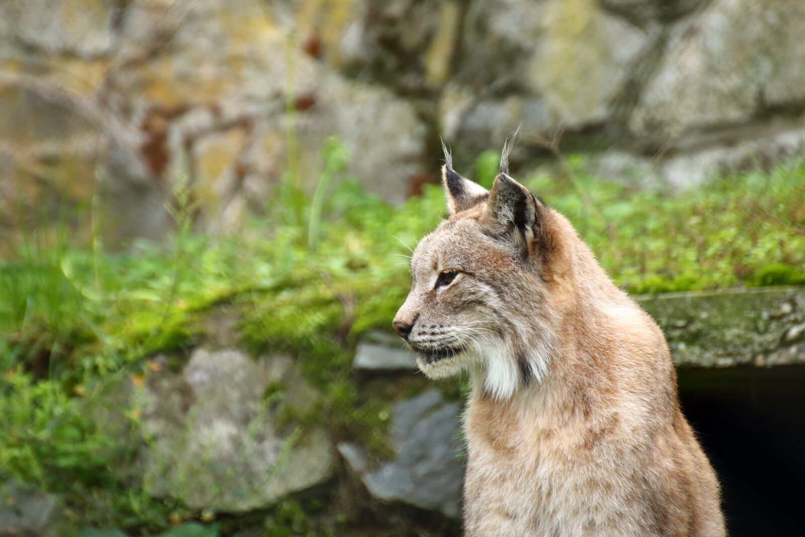 Canon EOS 70D sample photo. Lynx, cat, carnivore photography
