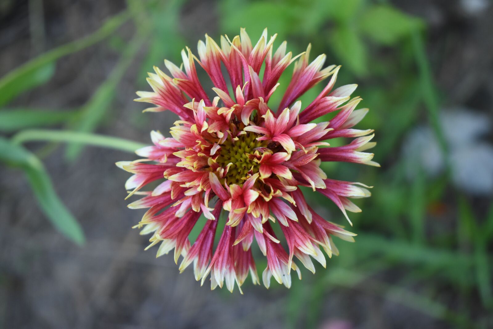 Nikon D5500 sample photo. Gaillardia, flower, red and photography