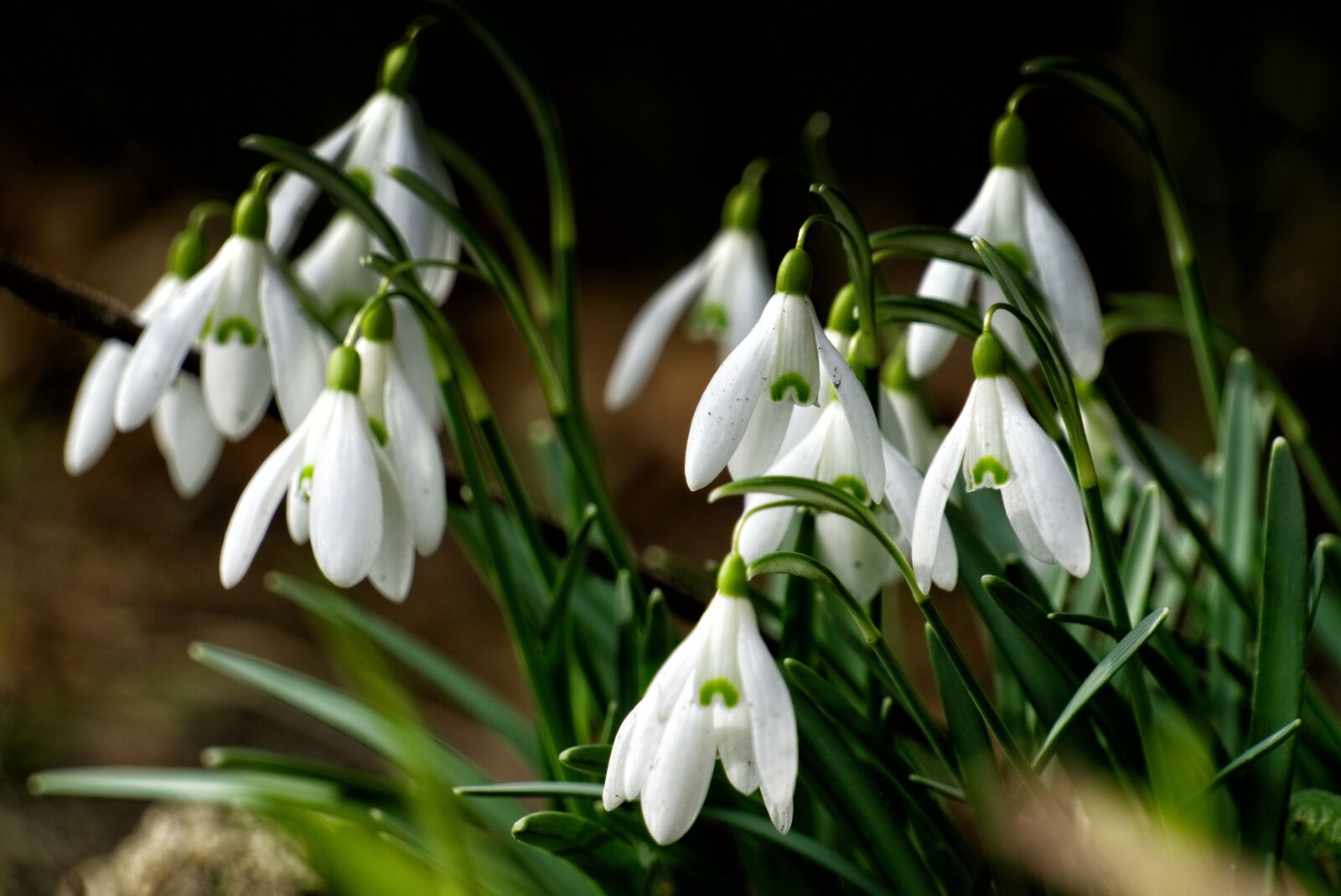 Sony E 55-210mm F4.5-6.3 OSS sample photo. Snowdrop, green, spring flower photography
