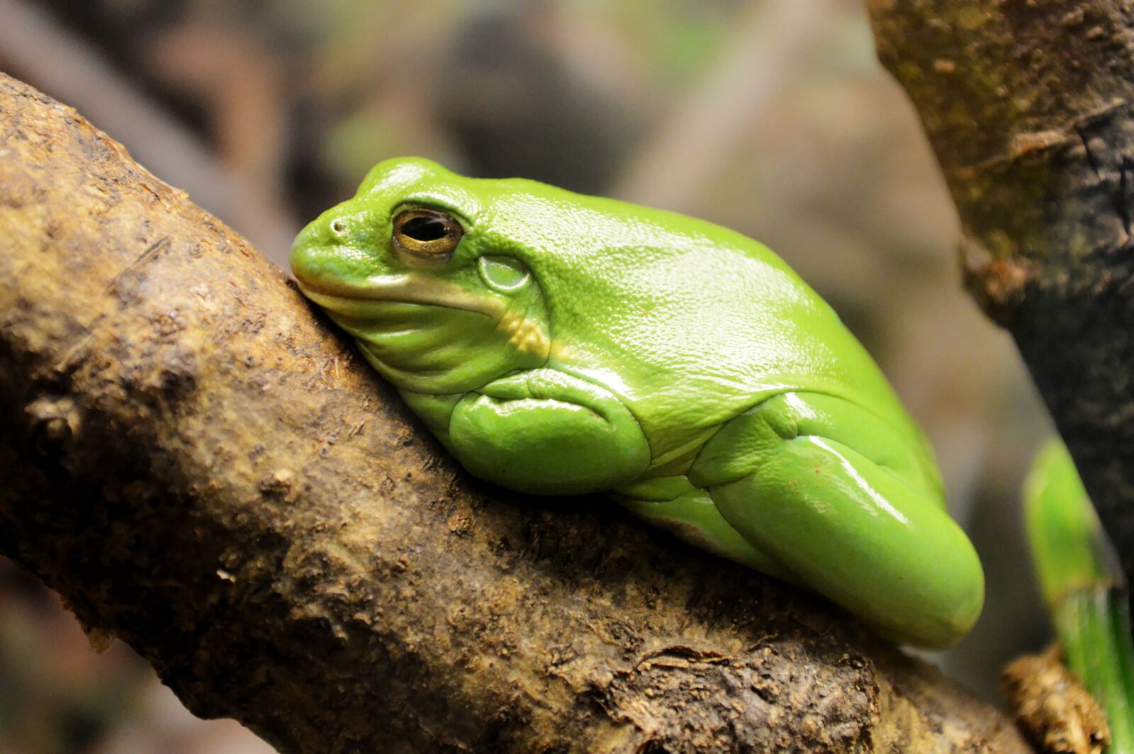 Nikon D3200 sample photo. Frog, reptile, animal photography