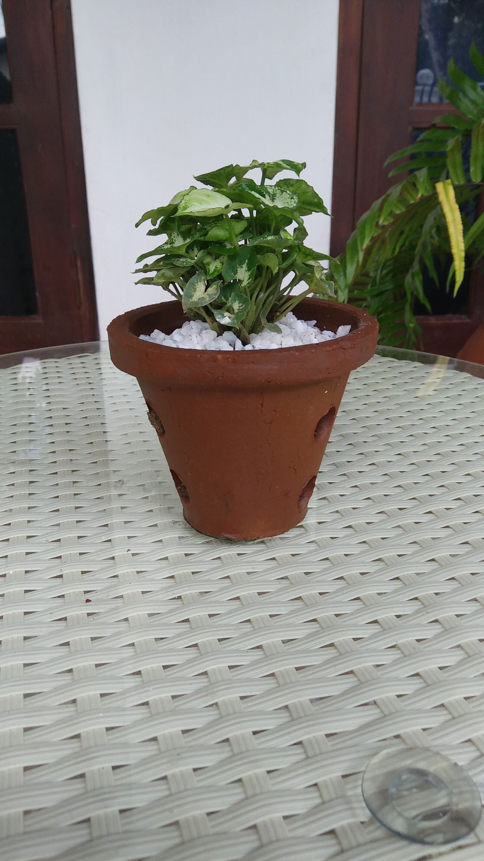LG K535 sample photo. Small, indoor, plants photography