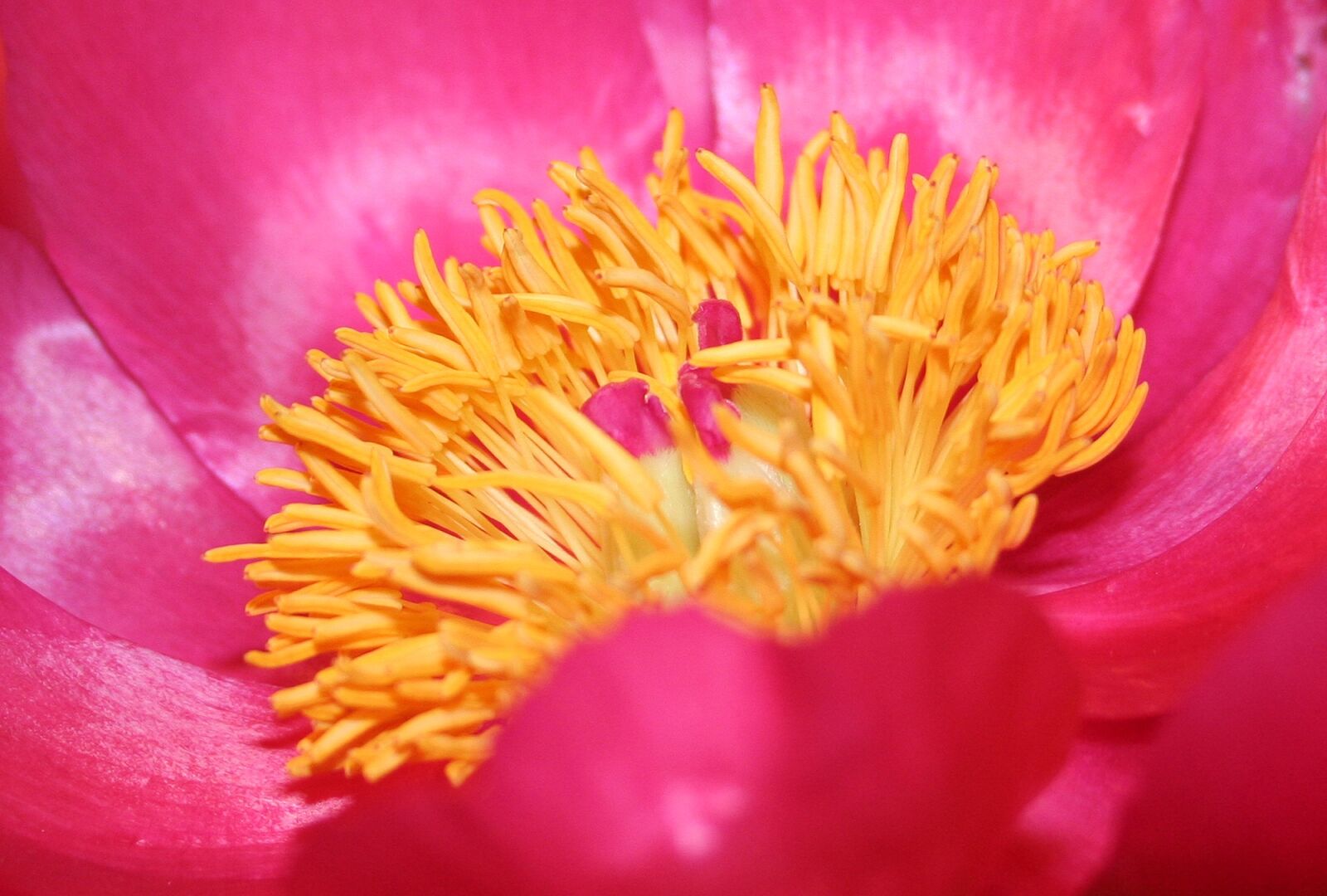 Canon EOS 350D (EOS Digital Rebel XT / EOS Kiss Digital N) sample photo. Red peony, blossom, bloom photography