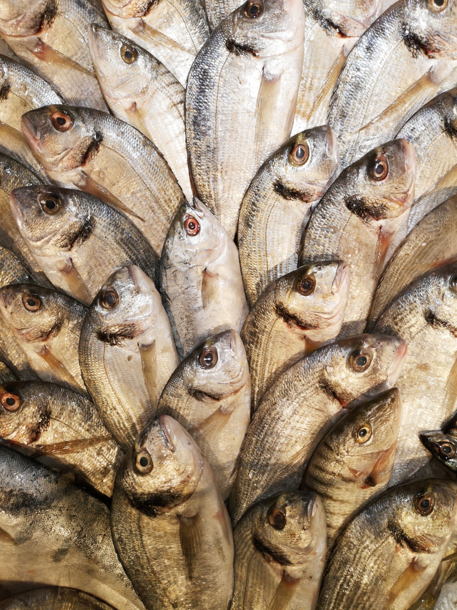 HUAWEI CLT-L09 sample photo. Fish, marine, food photography