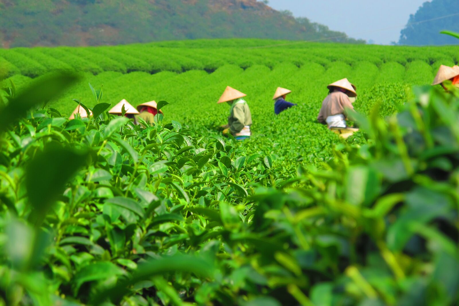 Canon PowerShot G12 sample photo. Tea, plantation, harvest photography