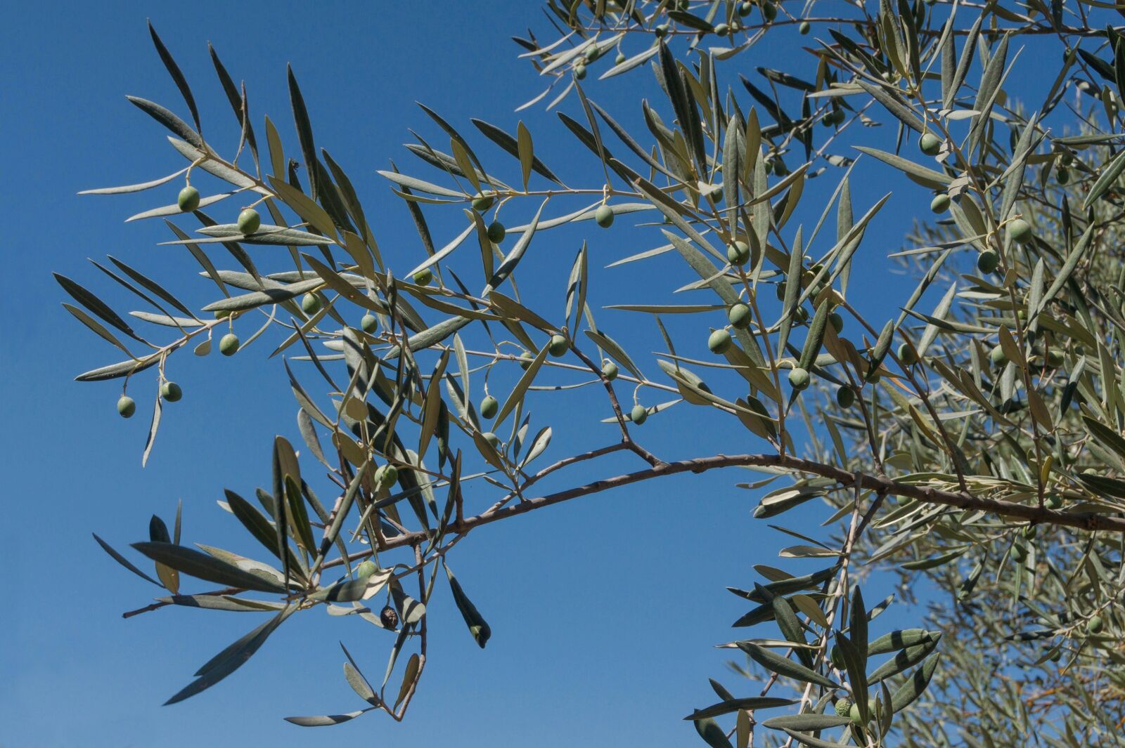 Sony Alpha DSLR-A550 sample photo. Plants, trees, sky photography