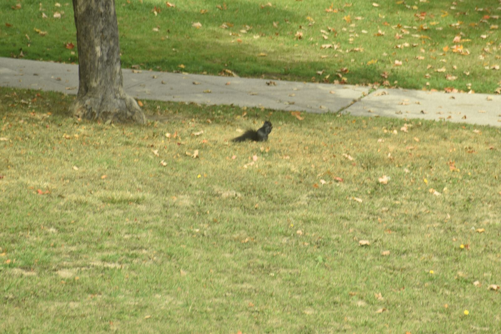 Nikon D3500 sample photo. Animal, nature, toronto photography