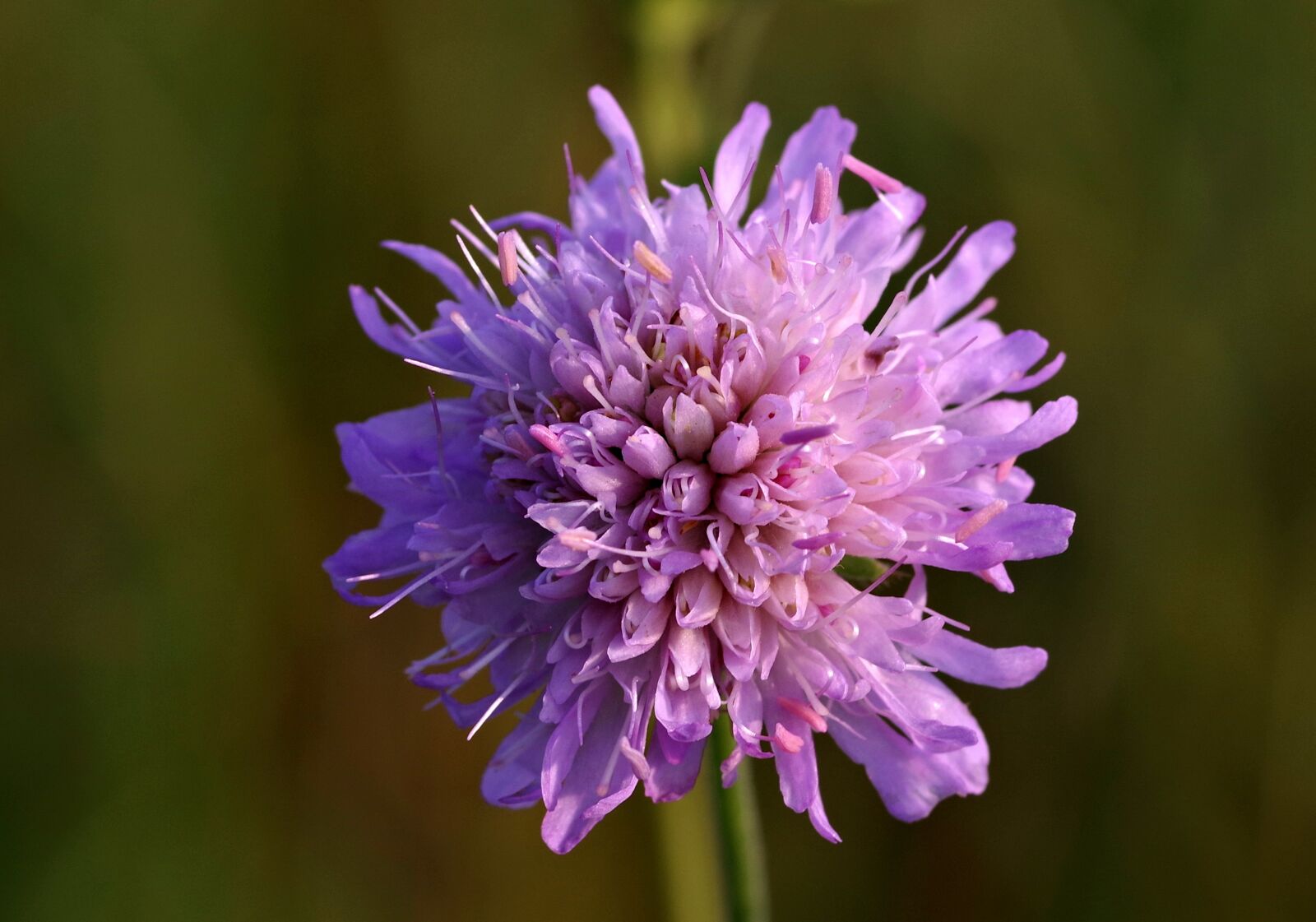 Pentax K-S2 sample photo. Violet, single, flower photography