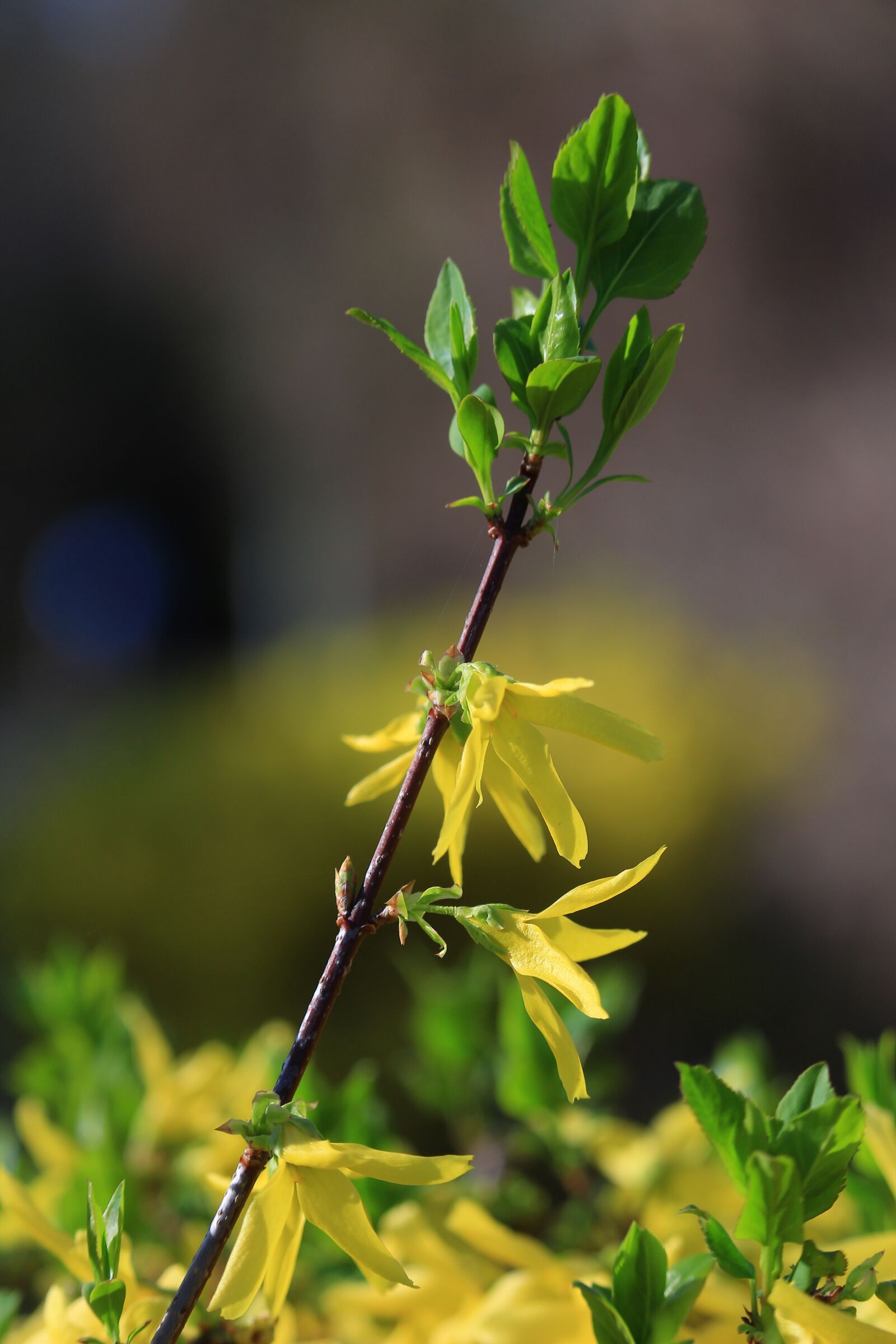 Canon EF-S 55-250mm F4-5.6 IS STM sample photo. Flower, plant, spring photography
